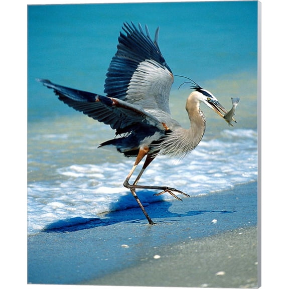 Florida Captiva Island Great Blue Heron bird by Jaynes Gallery / Danita Delimont, Canvas Wall Art, 16W x 20H
