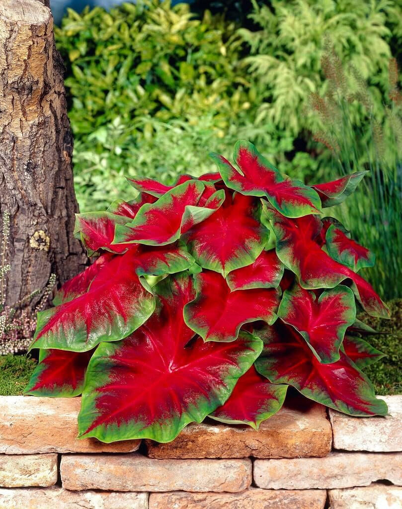Florida Cardinal Caladium Bulbs for Planting - Perennial Hosta, Elephant Ears, Fancy (5 Bulbs)