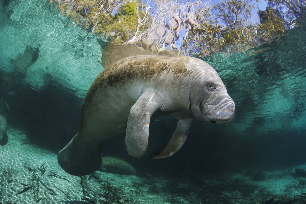 Florida Crystal River Endangered Florida Manatee (Trichechus Manatus Latirostris) At Three Sisters Spring Canvas Art - Dave Fleetham Design Pics (18 x 12)