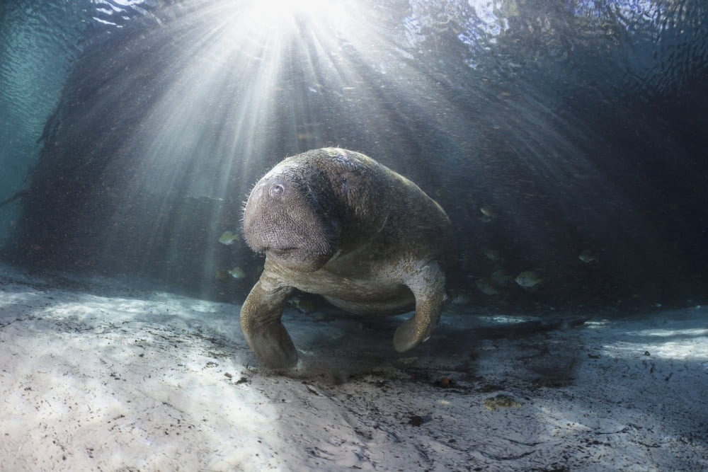 Florida Crystal River Endangered Florida Manatee (Trichechus Manatus Latirostris) At Three Sisters Spring Canvas Art - Dave Fleetham Design Pics (19 x 12)