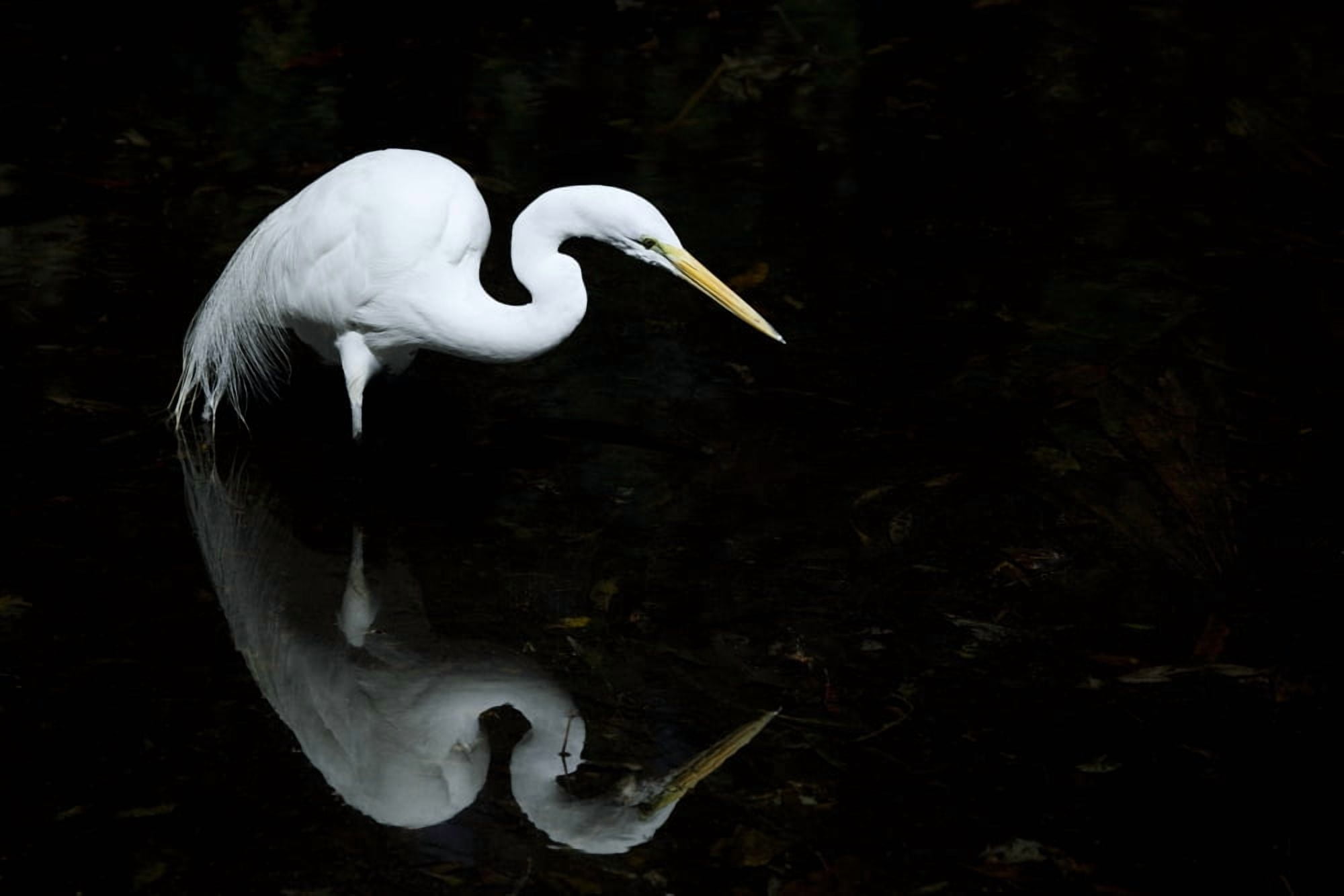 Florida Everglades Great Egret (Egretta Alba) Hunting In Shallow Water Canvas Art - Dave Fleetham Design Pics (18 x 12)