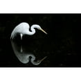 thumbnail image 1 of Florida, Everglades, Great Egret (Egretta Alba) Hunting In Shallow Water. Poster Print (18 x 12), 1 of 3