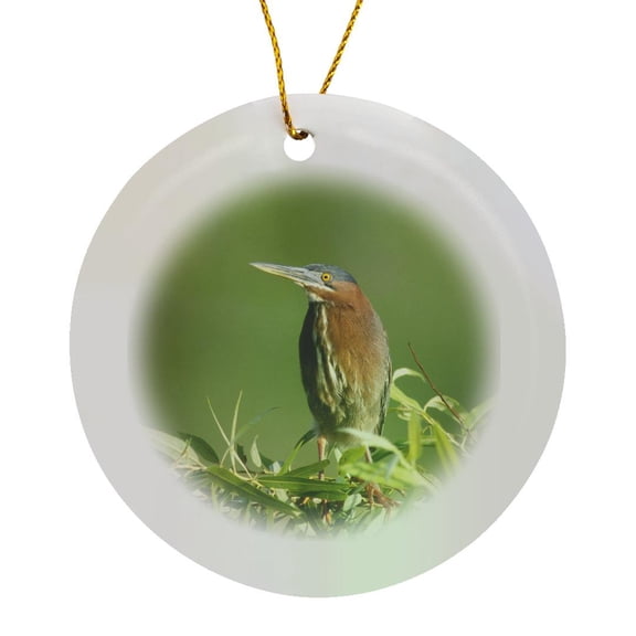 3drose, Florida, Everglades Np, Green Heron Bird - Us10 Rti0058 - Rob Tilley, Circle Porcelain Ornament