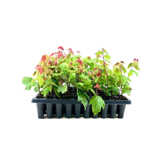 Florida Flame Red Maple Tree | 3 Live Plants | Acer Rubrum | Beautiful Shade Privacy Screening Tree
