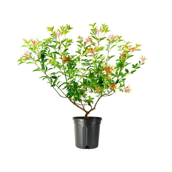 Firebush Dwarf  1 Extra Large 3 Gallon Plant  Hamelia Patens  Hardy Outdoor Shrub  Garden Landscape Addition