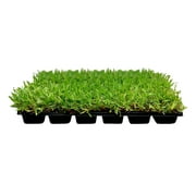 Florida Foliage St. Augustine Palmetto 72 Live Extra Large Grass Plugs Drought, Salt & Shade Tolerant Turf Sod for Healthy Lawns