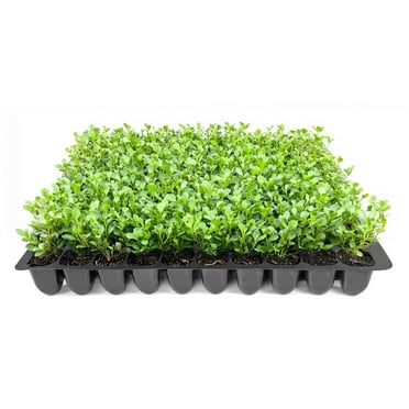 Florida Foliage Winter Green Korean Boxwood - 10 Live Plants - Buxus Microphylla - Fast Growing Cold Hardy Formal Evergreen Shrub