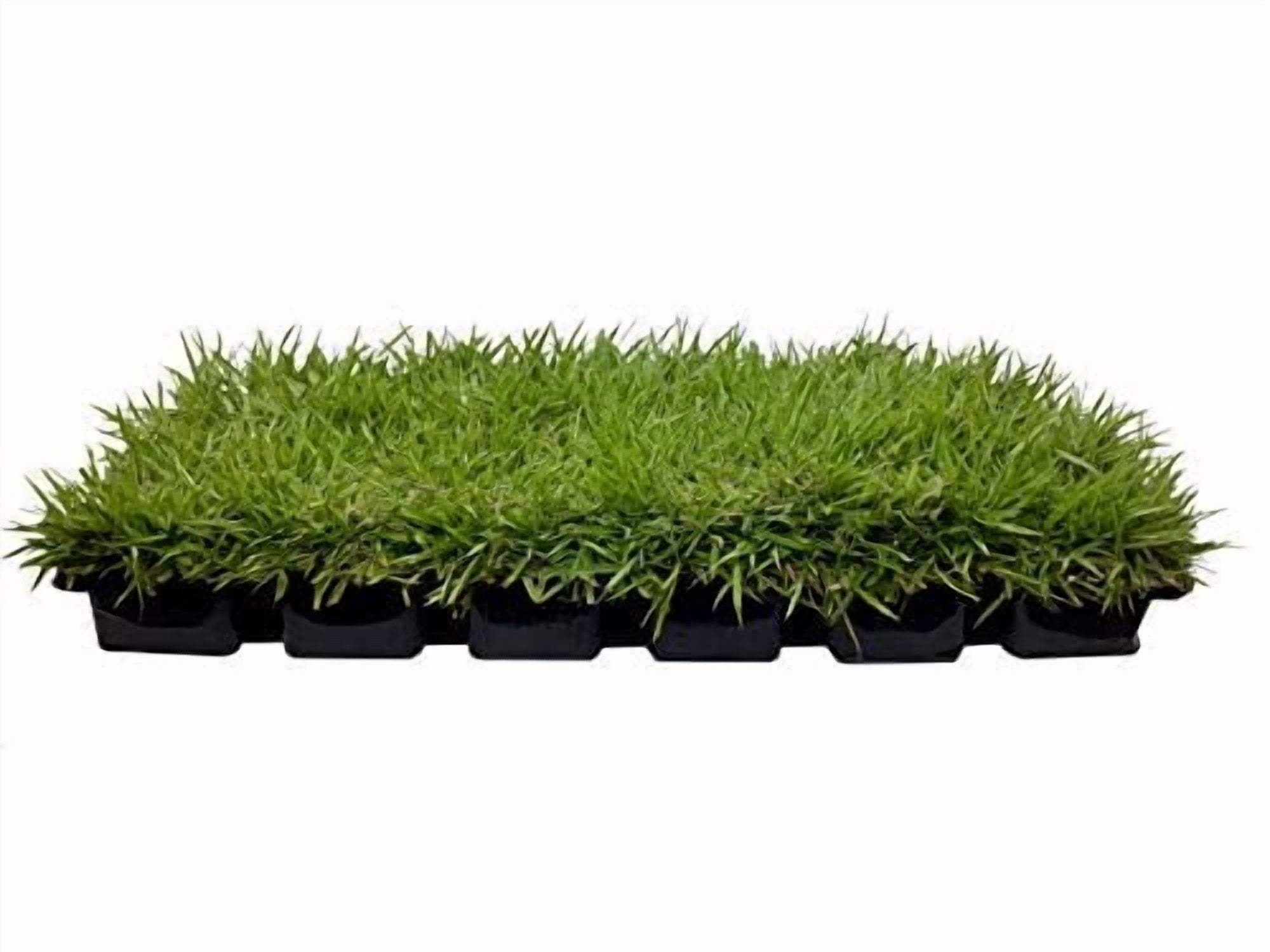 Florida Foliage Zoysia Sod Plugs - Large 3" x 3" Plugs - 18 Count Tray - Drought, Salt & Shade Tolerant Turf Grass