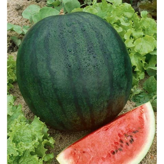 Florida Giant Watermelon Seeds, 25 Heirloom Seeds Per Packet, Non GMO Seeds, Isla's Garden Seeds