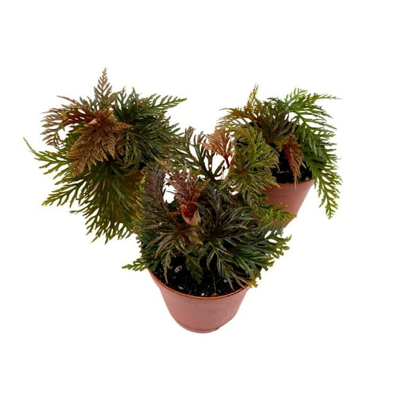 Florida House Plants 2" Fern Leaf Begonia Mini Pixie Live Plants in 2" Plastic Pots (3 Count)