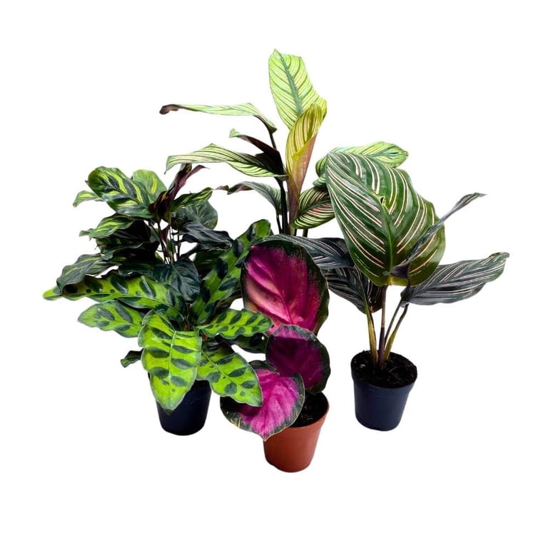 Florida House Plants 2-Inch Calathea Assortment Live Plant in Pots, Set of  5 - Walmart.com
