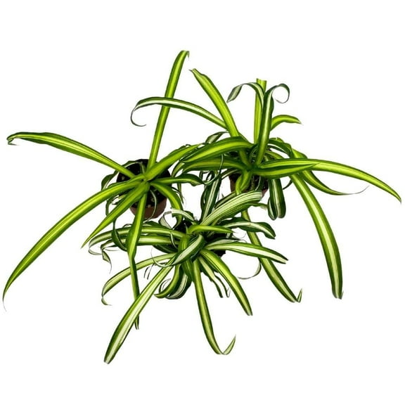 Florida House Plants 2" Spider Plant Chlorophytum Comosum Live Plant (3 Count)