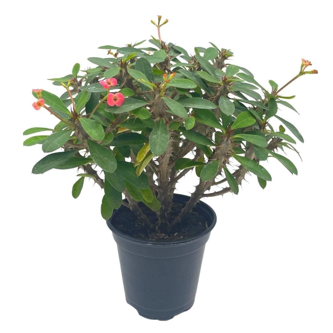 Florida House Plants 4" Crown of Thorns Live Plants in 4" Pots, Low Maintenance