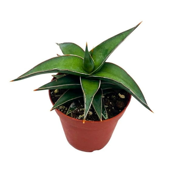 Florida House Plants 4" Giant Samurai Dwarf Sansevieria Ehrenbergii, Blue Sword Well Rooted