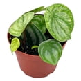 thumbnail image 1 of Florida House Plants 4" Green Variegated Watermelon Live Plants in 6" Pot, 1 of 3