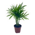 thumbnail image 1 of Florida House Plants Bamboo Palm Live Tree, Low Maintenance, 1 of 8