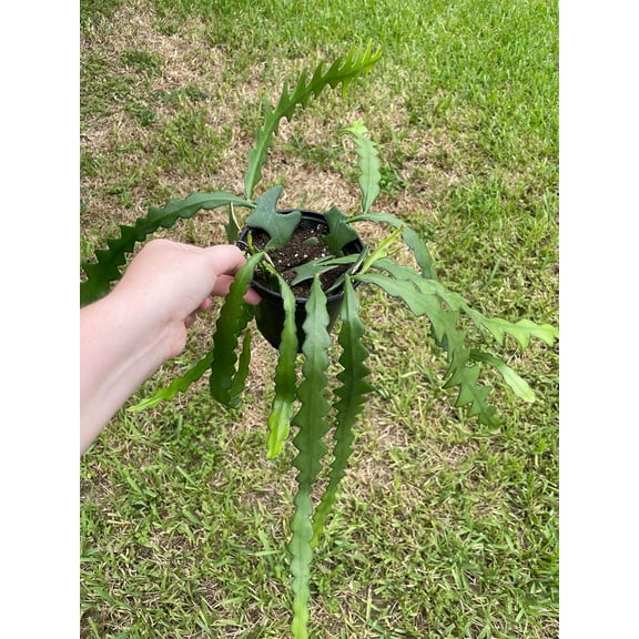 Florida House Plants Climbing Dragonfruit Cactus Green Live Plants in 4" Pots, Low Maintenance