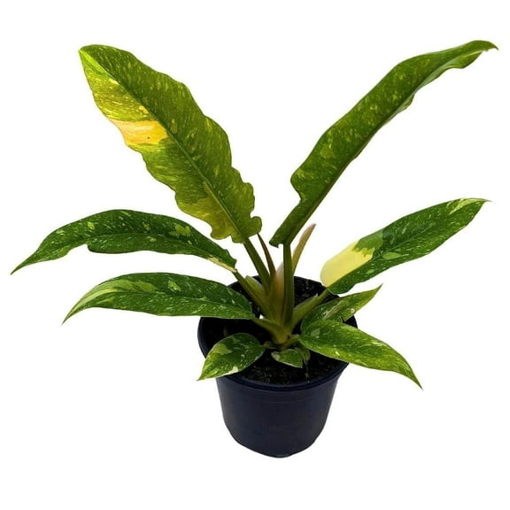 Florida House Plants Philodendron Ring of Fire Live Plants in 2" Plastic Pots