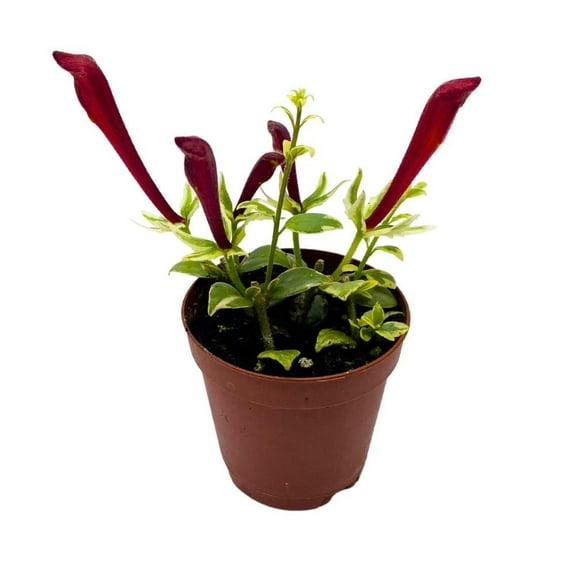 Florida House Plants Red Flower Columnea Broget Stavenger Lipstick Plant in 2 inch Pot