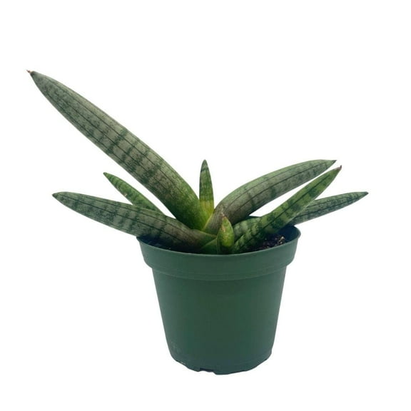 Florida House Plants Sansevieria Cylindrica Boncel Starfish Snake Live Plant