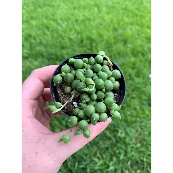 Florida House Plants String of Pearls, Beads, Peas Rosary Live Plant in 2" Pot