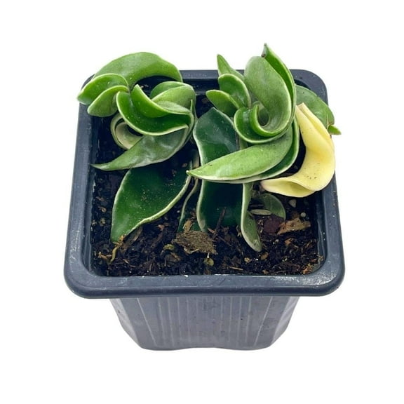 Florida House Plants Variegated Hindu Rope Live Plants in 2" Pot