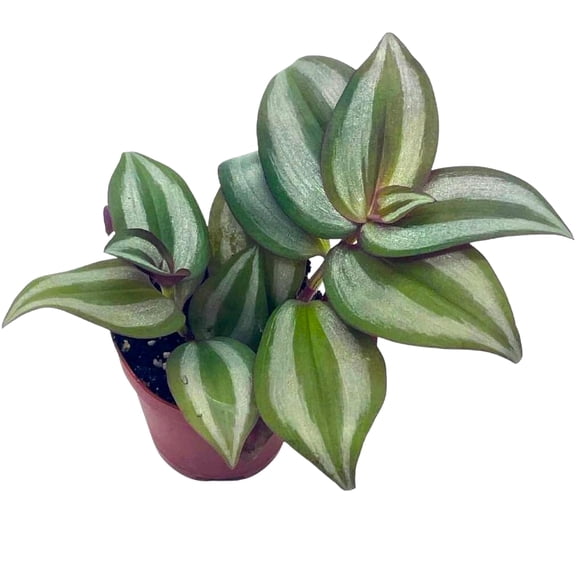 Florida House Plants Wandering Jew 2" Purple Tradescantia zebrina Live Plants in 2" Plastic Pot