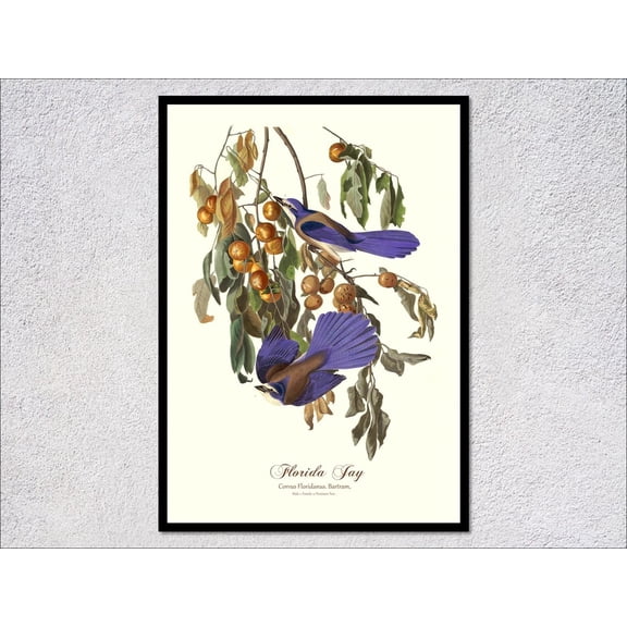 Florida Jay Nature Art Print, Unframed Paper Poster 24x36in