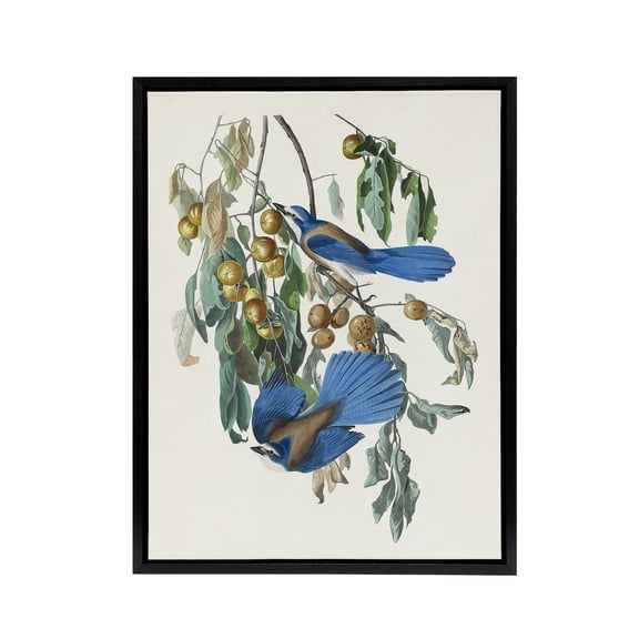 Florida Jay and Persimmon Tree Audubon Nature Framed Canvas Wall Art 18X24"
