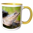 thumbnail image 1 of 3drose, Florida, Loxahatchee Nwr, Soft Shelled Turtle Eggs - Us31 Jgl0006 - Jim Gilbert, 15oz Two-tone Yellow Mug, 1 of 6