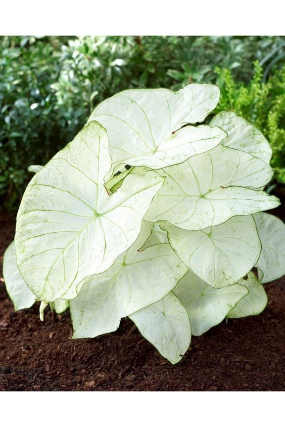 Florida Moonlight Bulbs  White Heart-Shaped Leaves with Green Veins  Shade Loving Caladium for Gardens, Containers and Landscaping (12 Bulbs)