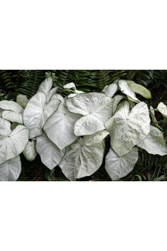 Florida Moonlight Caladium Bulbs for Planting - Beautiful Spotted Leafs Stand Out - Perennial Hosta, Elephant Ears, Fancy (6 Bulbs)
