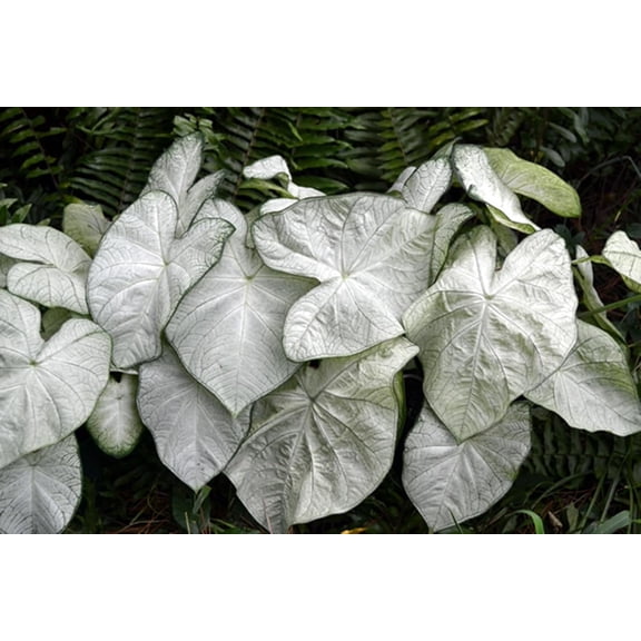 Florida Moonlight Caladium Bulbs for Planting - Beautiful Spotted Leafs Stand Out - Perennial Hosta, Elephant Ears, Fancy (6 Bulbs)