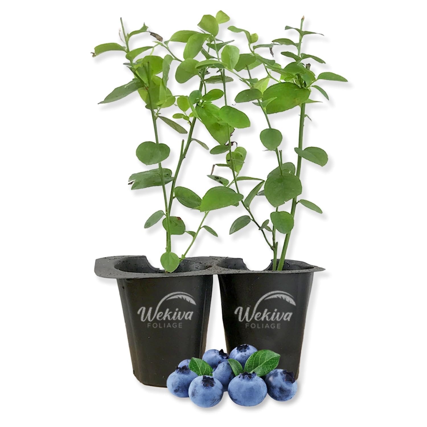 Florida Rose Rabbit Eye Blueberry Plant - 2 Live Starter Plants - Vaccinium - Edible Fruit Bearing Bush for The Patio and Garden