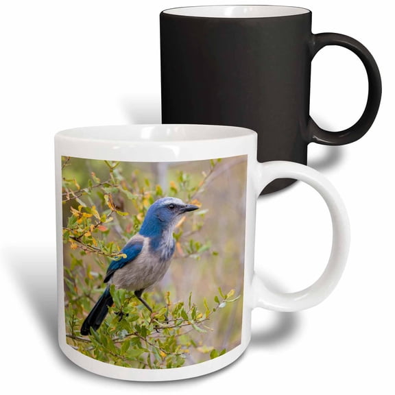 3drose, Florida Scrub-jay, Cruickshank Sanctuary. Brevard County, Florida., 11oz Magic Transforming Mug