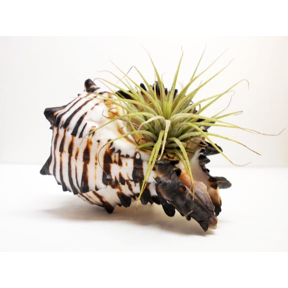 Florida Shells & Gifts Black Murex Air Plant Decor Kit, Black, Shell, Decoration, Set of 1