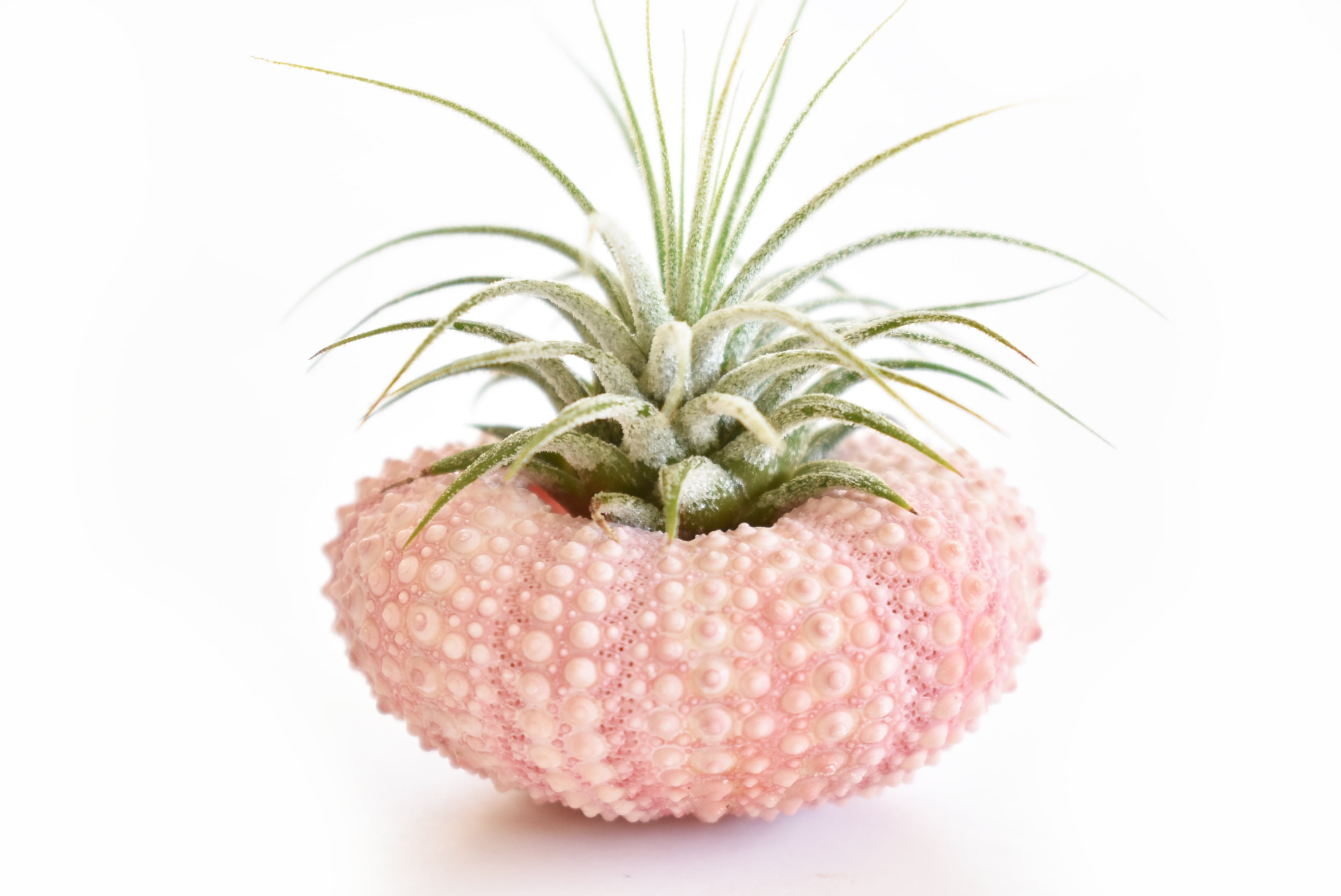 Florida Shells & Gifts Live Air Plant in Pink Sea Urchin Nautical Decor