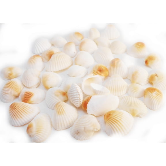 Florida Shells and Gifts 1 Lb (300) Small White Granosa Shells 1 - 1 1/2" Beach Crafts Wedding Decor Nautical