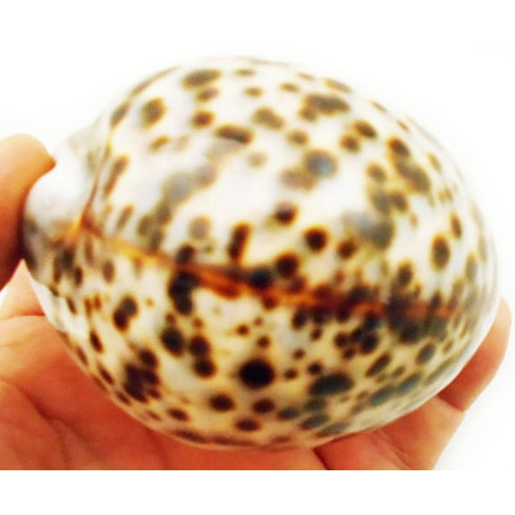 Florida Shells and Gifts Inc. One Select X-Large Tiger Cowrie (Cypraea Tigris) Shell 3 1/2"+ (89-96 mm) Beach Arts & Crafts