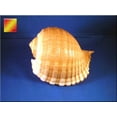 thumbnail image 1 of Florida Shells and Gifts Large Tonna Olearia Seashell Coastal Decorating (4-5") Art Crafts, 1 of 3