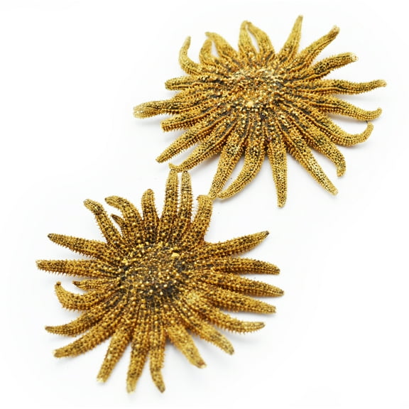 Florida Shells and Gifts - Set of 2 Small "Sunflower" Starfish (about 2 Inch wide) Real, Dried Multileg Sea Star for Coastal Crafts and Decorating
