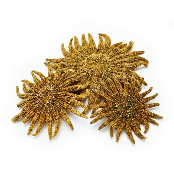 Florida Shells and Gifts - Set of 3 Small "Sunflower" Starfish (about 2 Inch wide) Real, Dried Multileg Sea Star for Coastal Crafts and Decorating