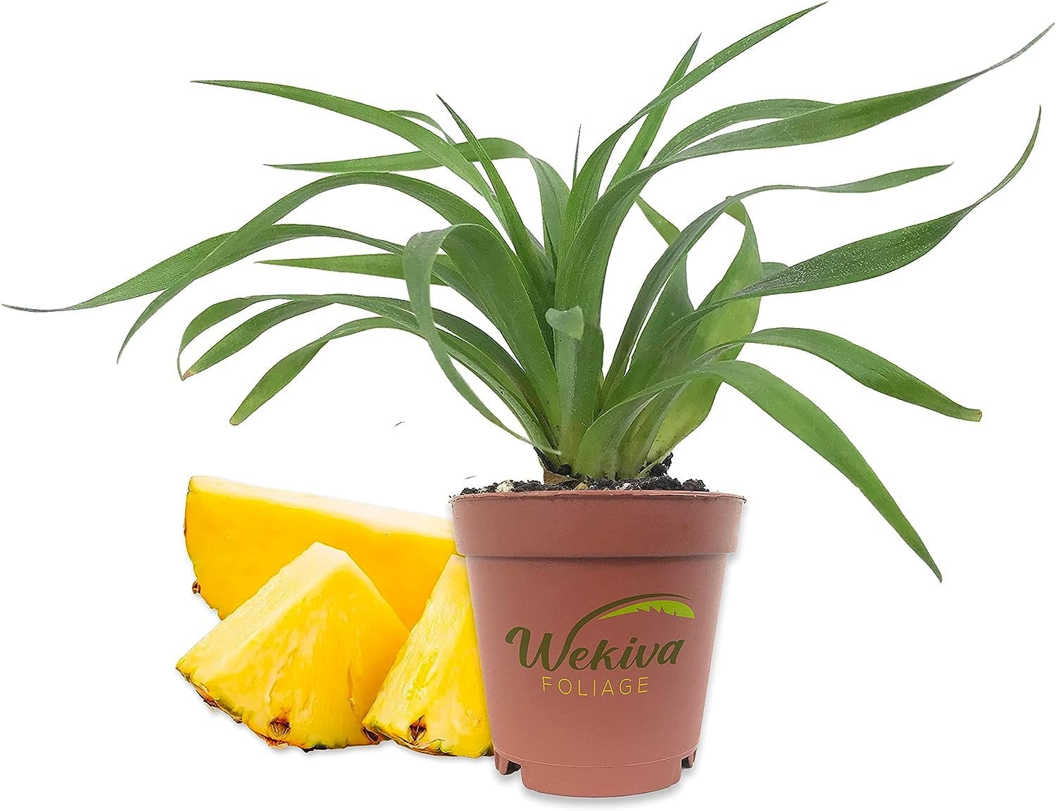 Florida Special Pineapple Plant 3 Live Starter Plants Ananas