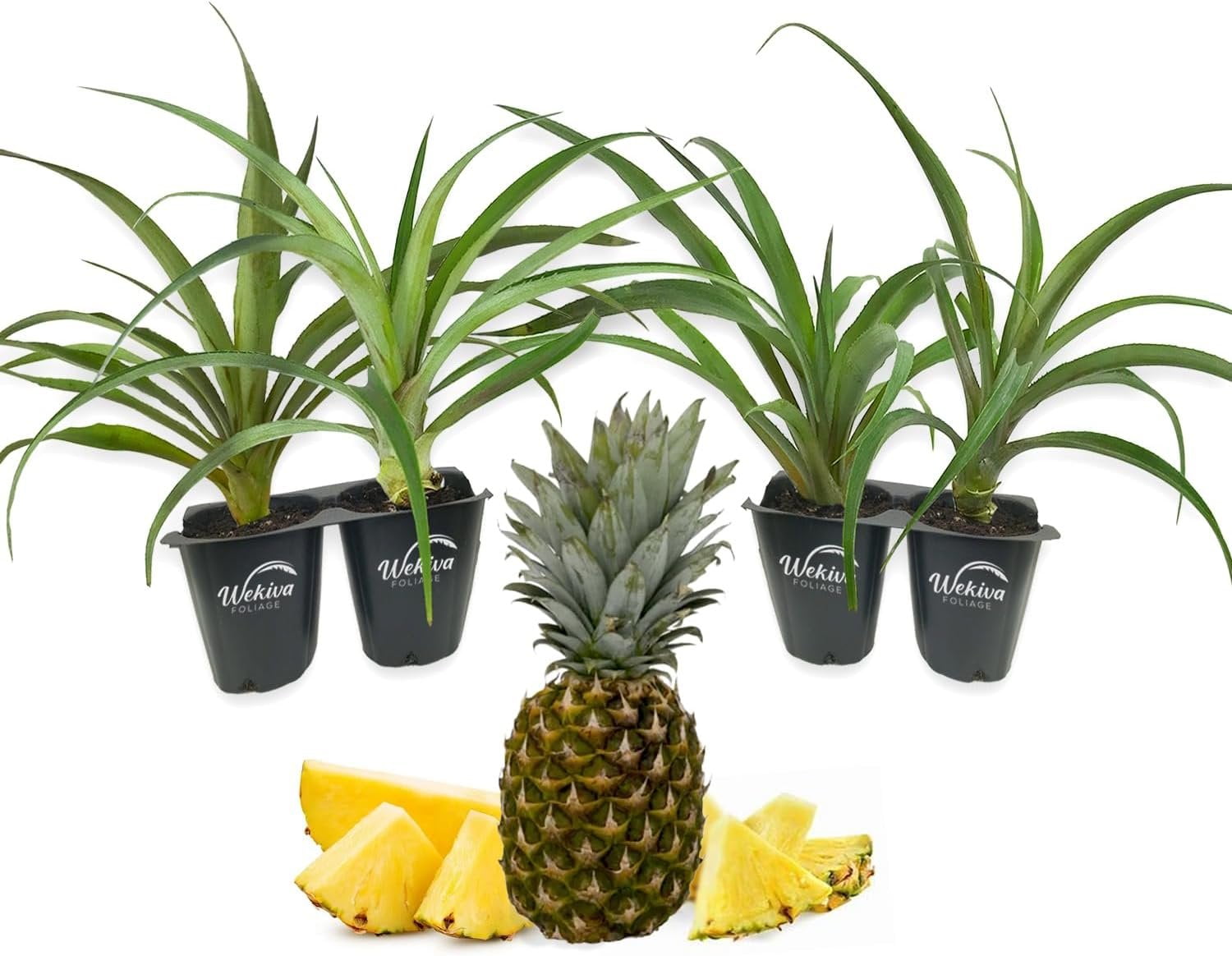 Florida Special Pineapple Plant 4 Live Starter Plants Ananas