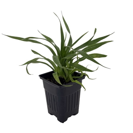 Florida Special Pineapple Plant - Ananas - Great Indoors/Out - 4" Pot