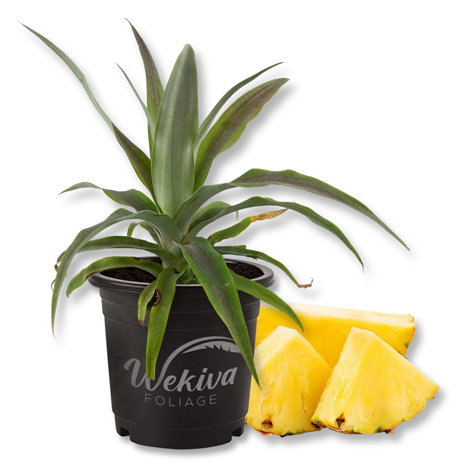Pineapple Plant