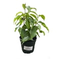thumbnail image 1 of Florida Spire Columnar Weeping Fig Tree - Ficus benjamina - 4" Pot, 1 of 1