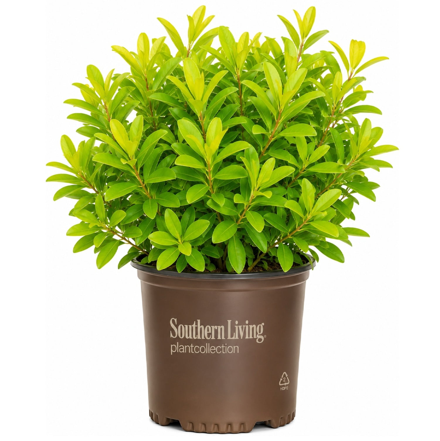 Southern Living Florida Sunshine Illicium 'Anise' Live Shrub in 2-Gallon Grower Pot