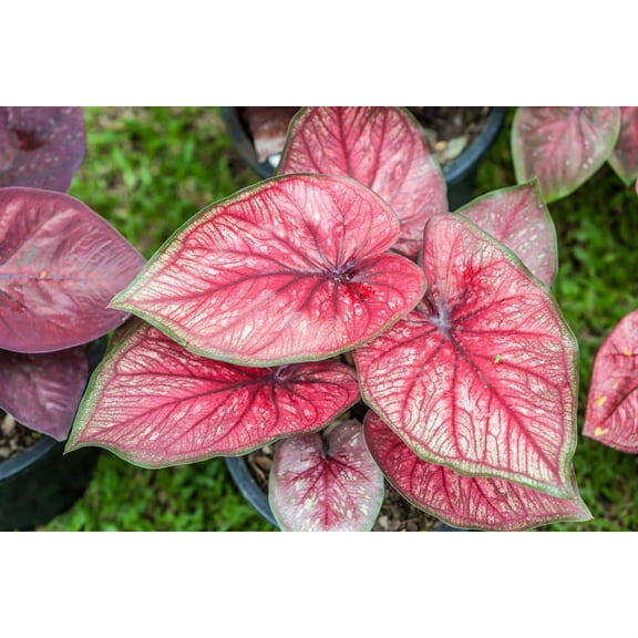 CZ Grain Florida Sweetheart Caladium Plant Bulbs (6 Count), Stunning Color