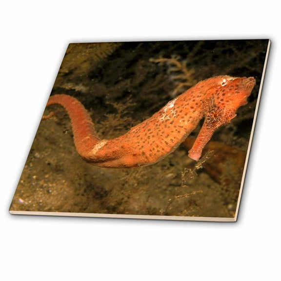 3dRose, Florida, lined seahorse, marine life - NA02 MWT0027 - Michele Westmorland, 4 Inch Ceramic Tile